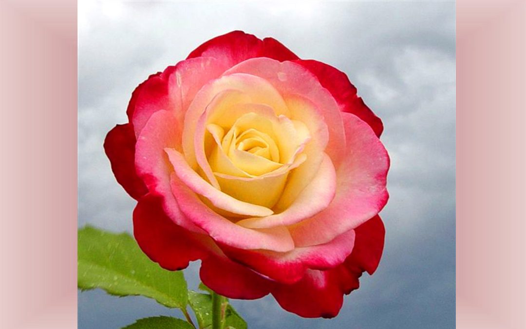 7:00pm—8:00pm Learn The Divine Secrets of Life with Spiritual Grace   Bring peace and well-being into your life by opening yourself to divine love.