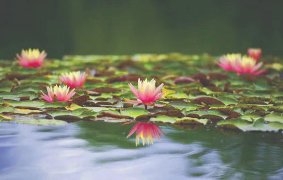 12:30pm—1:30pmExperience the Inner Peace and Divine Love that Singing HU Can OfferDiscover the sacred sound that can open your heart and uplift you spiritually.